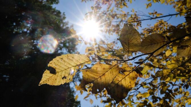 Herbstlaub Herbstlaub
