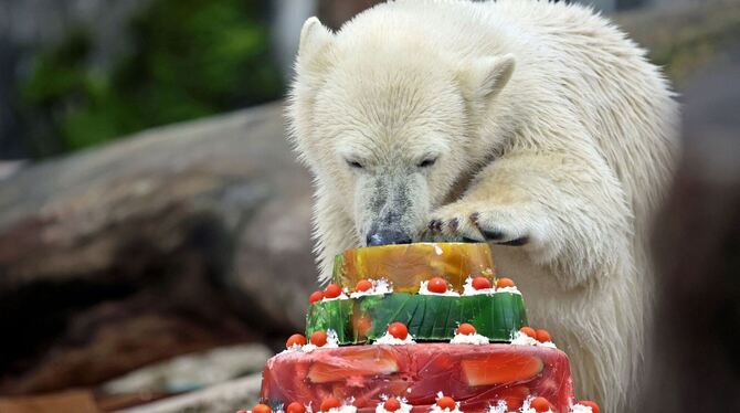 Eisbär Mika feiert Geburtstag Eisbär Mika feiert Geburtstag