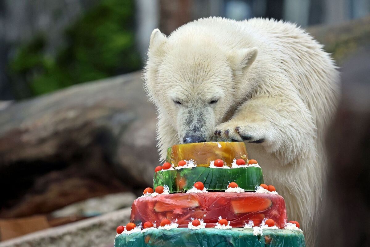 Eisbär Mika feiert Geburtstag Eisbär Mika feiert Geburtstag