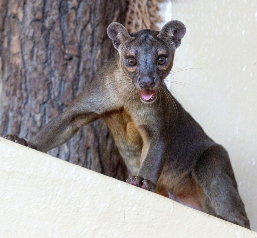 Fossas als neue Tierart im Zoopark Erfurt Fossas als neue Tierart im Zoopark Erfurt