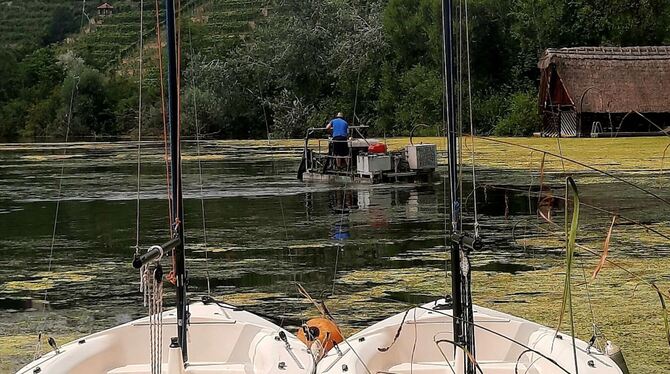 Stuttgarts größter See leidet im Sommer unter zu vielen Wasserpflanzen. Auch den Fischen bereitet das Probleme. FOTO: SCHOCK Stuttgarts größter See leidet im Sommer unter zu vielen Wasserpflanzen. Auch den Fischen bereitet das Probleme. FOTO: SCHOCK