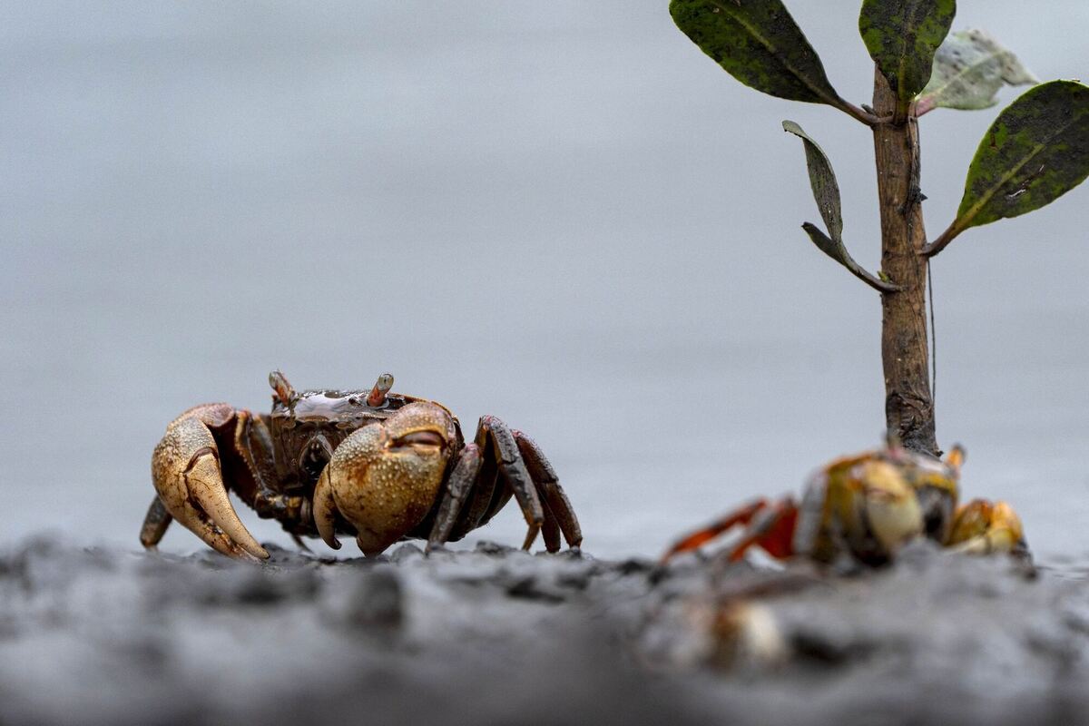 Winkerkrabben Winkerkrabben