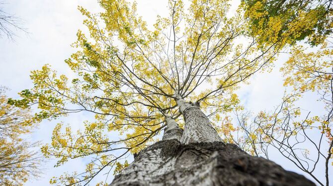 Zitterpappel Zitterpappel