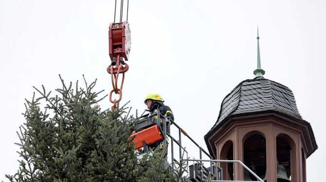 Weihnachtsbaum auf dem Frankfurter Römerberg wird aufgestellt