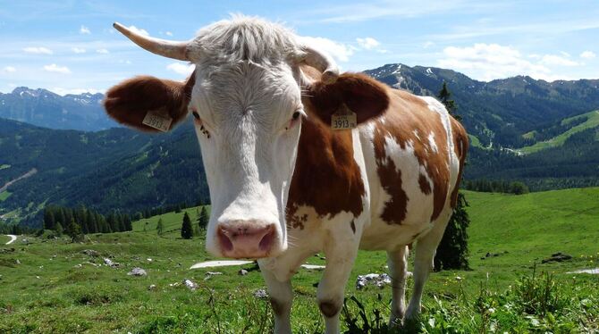 Eine Kuh steht auf einer Weide