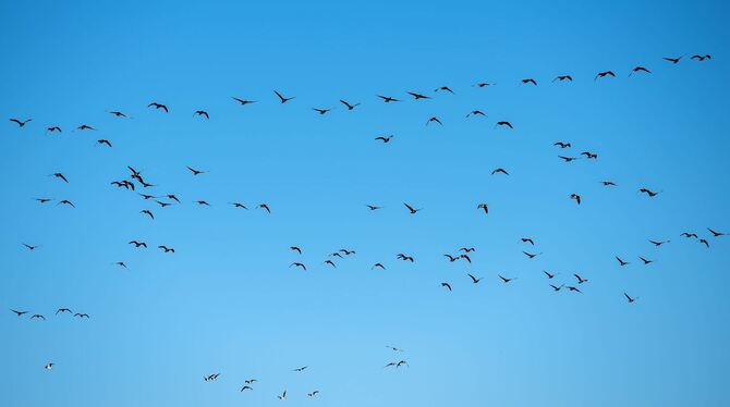 Graugänse Graugänse