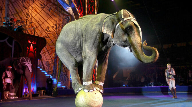Tiere Elefanten-Trainer Andrey Dementjev-Kornilov mit einem Elefanten 2011 beim World Circus Festival in Moskau. In vielen Ländern Eur