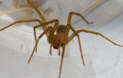 Chilenische Einsiedlerspinne in Tübingen