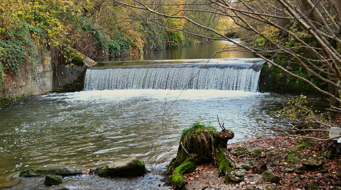 Unüberwindbares Hindernis für die Gewässer-Bewohner: Die alte Wehrmauer auf Höhe der Betzinger Kläranlage wird abgebrochen, um d