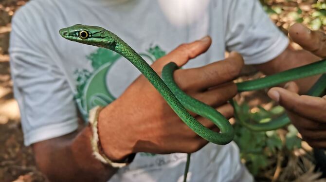 Forscher warnen: Inselreptilien sterben unbemerkt aus Forscher warnen: Inselreptilien sterben unbemerkt aus