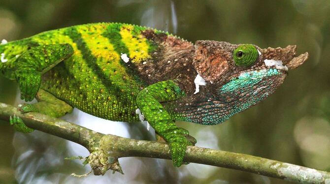 Forscher warnen: Inselreptilien sterben unbemerkt aus Forscher warnen: Inselreptilien sterben unbemerkt aus