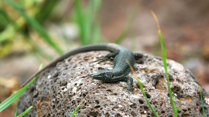 Forscher warnen: Inselreptilien sterben unbemerkt aus Forscher warnen: Inselreptilien sterben unbemerkt aus