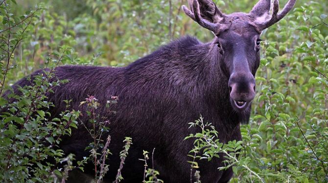 Elche auf Wanderschaft werden immer wieder gesichtet Elche auf Wanderschaft werden immer wieder gesichtet