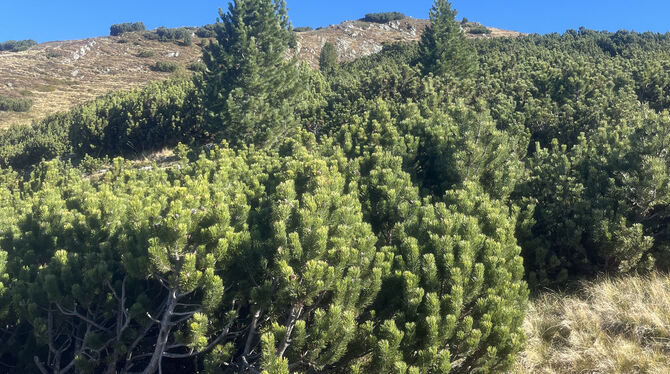 Ein grün-braunes Meer voller Latschenkiefern prägt das Sarntal oberhalb von Bozen.  FOTOS: SCHWAIBOLD