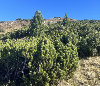 Ein grün-braunes Meer voller Latschenkiefern prägt das Sarntal oberhalb von Bozen.  FOTOS: SCHWAIBOLD