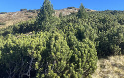 Ein grün-braunes Meer voller Latschenkiefern prägt das Sarntal oberhalb von Bozen.  FOTOS: SCHWAIBOLD