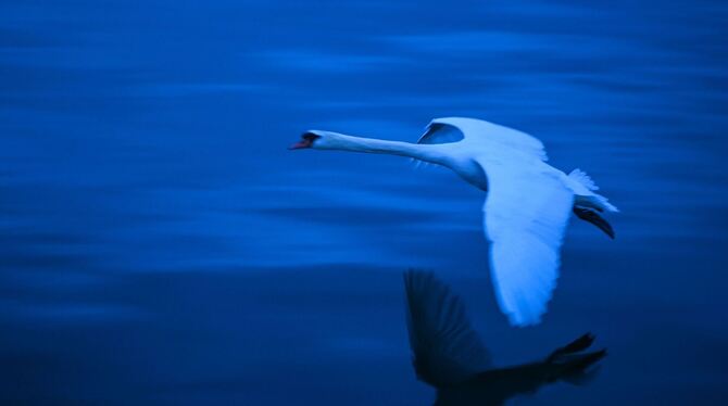 Bei einem Schwan am Kirchentellinsfurter See wurde die Vogelgrippe nachgewiesen. (Symbolbild)