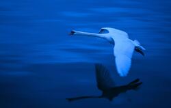 Bei einem Schwan am Kirchentellinsfurter See wurde die Vogelgrippe nachgewiesen. (Symbolbild)