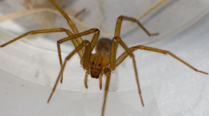 Chilenische Einsiedlerspinne in Tübingen Chilenische Einsiedlerspinne in Tübingen