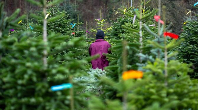 Eine Frau geht zwischen Christbäumen entlang. (Symbolbild)