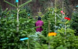 Eine Frau geht zwischen Christbäumen entlang. (Symbolbild)