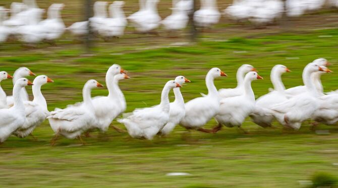 Gänse laufen über eine Wiese