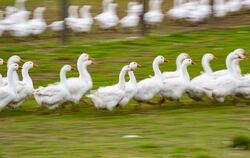 Gänse laufen über eine Wiese
