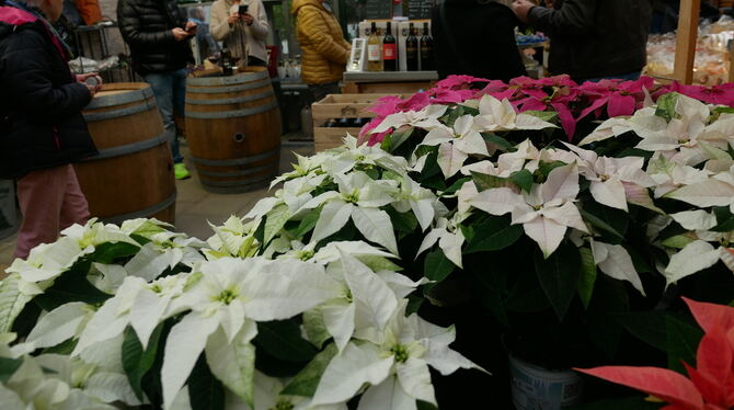 Weihnachtssterne durften nicht fehlen in der Gärtnerei Schlotterbeck.