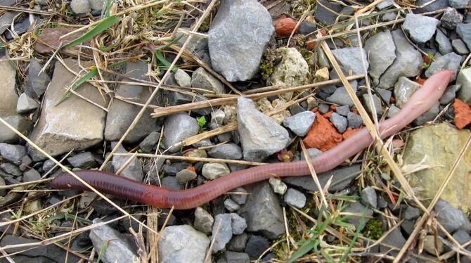 Jeder kennt sie, doch kaum einer weiß etwas über sie: Einer Studie des Senckenberg-Museums Görlitz zufolge gibt es 46 Arten von