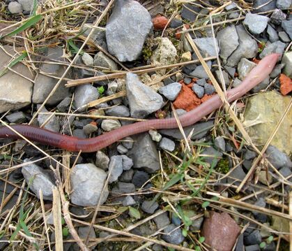 Jeder kennt sie, doch kaum einer weiß etwas über sie: Einer Studie des Senckenberg-Museums Görlitz zufolge gibt es 46 Arten von