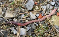 Jeder kennt sie, doch kaum einer weiß etwas über sie: Einer Studie des Senckenberg-Museums Görlitz zufolge gibt es 46 Arten von