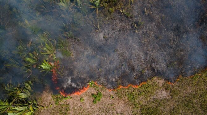 Tropenwald. Tropenwald.