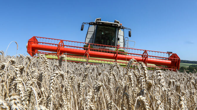 Eine durchschnittliche bis gute Getreideernte verzeichnete der Kreisbauernverband Tübingen in diesem Jahr. Negativ entwickelt ha