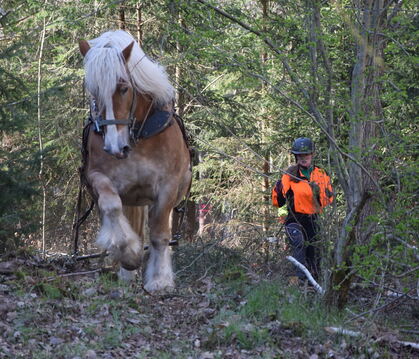 Wie man mit Pferden Holz erntet, konnten die Kirchentellinsfurter beim Waldumgang im April erleben.