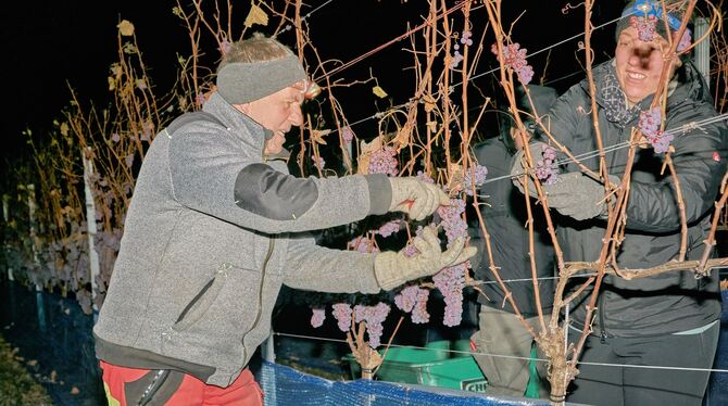 Bei annähernd minus zehn Grad arbeiten sich Mitglieder der Weingärtnergenossenschaft Metzingen-Neuhausen mit Stirnlampen die Reb
