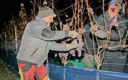 Bei annähernd minus zehn Grad arbeiten sich Mitglieder der Weingärtnergenossenschaft Metzingen-Neuhausen mit Stirnlampen die Reb