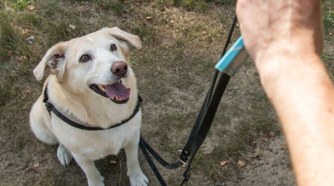 Hundehalter müssen in Reutlingen ab dem 1. Januar 2026 tiefer in die Tasche greifen.