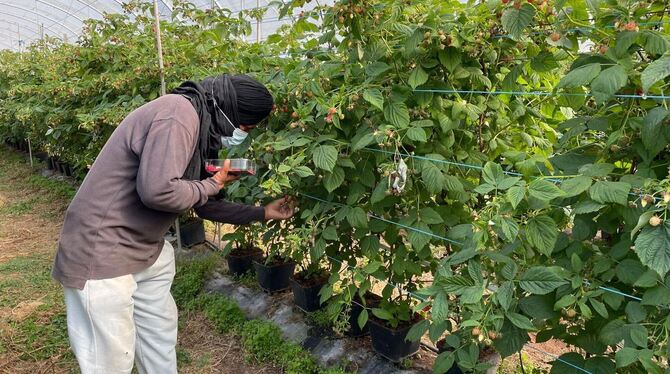 Ausbeutung von Migranten in Portugal Ausbeutung von Migranten in Portugal