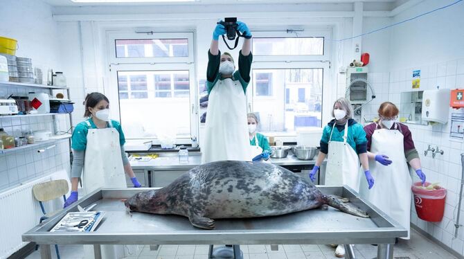 Tote Robben Tote Robben