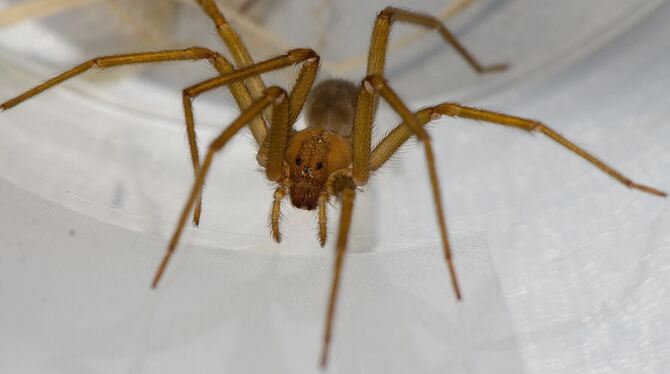 bwg, lsw, Wissenschaft, Hochschulen, Tiere Mehrere Exemplare der chilenischen Einsiedlerspinne Loxosceles laeta sind in der Universität Tübingen entdeckt worden.