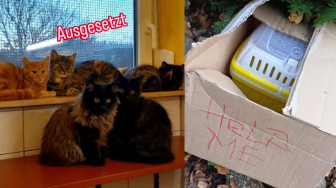 Katzen und zahme Ratten wurden zuletzt in der Region ausgesetzt.