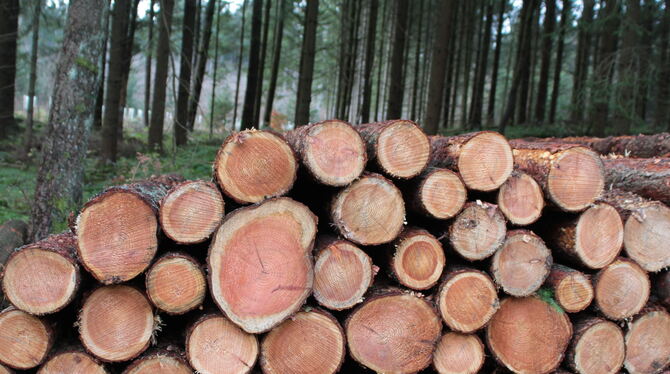 Wald, Bäume, Baum, Buchen, Laub, Wege, Jogger, Radfahrer, Mountainbike, Trimmdichpfad, Farn, Forst, Waldwege, trüb, traurig, Idy Im St. Johanner Forst sollen im kommenden Jahr 8.900 Festmeter Holz geerntet werden, davon 37 Prozent Nadelholz.