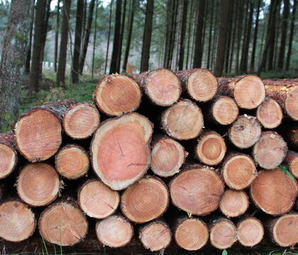 Im St. Johanner Forst sollen im kommenden Jahr 8.900 Festmeter Holz geerntet werden, davon 37 Prozent Nadelholz.