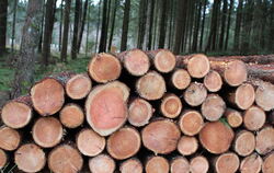 Im St. Johanner Forst sollen im kommenden Jahr 8.900 Festmeter Holz geerntet werden, davon 37 Prozent Nadelholz.