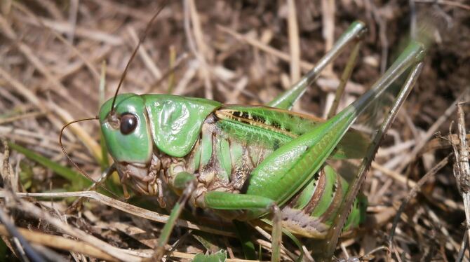 DasInsekt des Jahrs 2026: Der Warzenbeißer