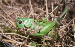 DasInsekt des Jahrs 2026: Der Warzenbeißer