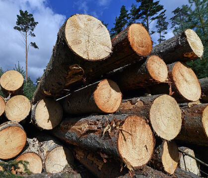 Der Holzeinschlag bringt der Stadt Trochtelfingen Erträge.  FOTO: SCHUTT/DPA