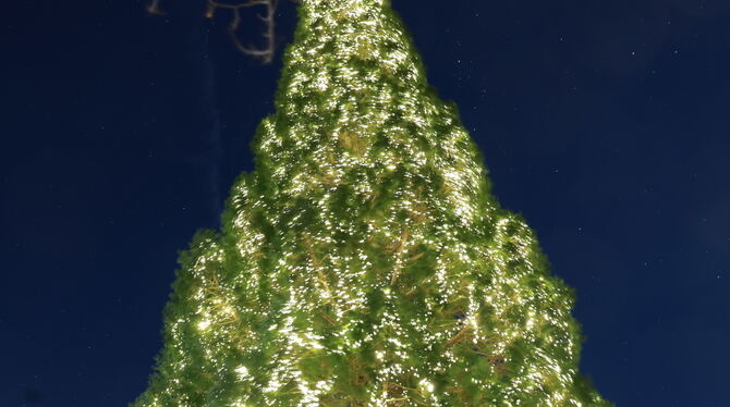 Ein Prachtexemplar,  29 Meter hoch und behängt mit rund 30.00 Lämpchen: Der Mammutbaum im Pfullinger Schlösslespark leuchtet mom