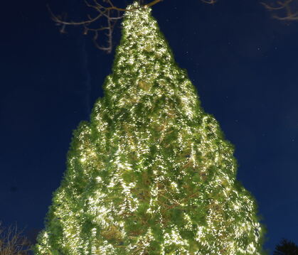 Ein Prachtexemplar,  29 Meter hoch und behängt mit rund 30.00 Lämpchen: Der Mammutbaum im Pfullinger Schlösslespark leuchtet mom