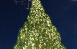 Ein Prachtexemplar,  29 Meter hoch und behängt mit rund 30.00 Lämpchen: Der Mammutbaum im Pfullinger Schlösslespark leuchtet mom